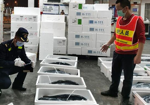 随到随报、随到随检，海关助推进口水产品实现秒通关